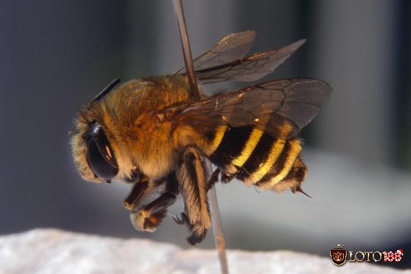 Nằm mơ thấy con ong là điềm báo tốt hay xấu và ý nghĩa ra sao?
