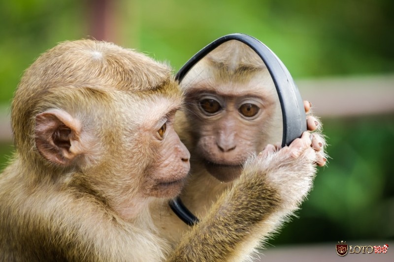 Mơ thấy khỉ đánh con gì? Hình ảnh chú khỉ con đáng yêu và con số mà chúng mang