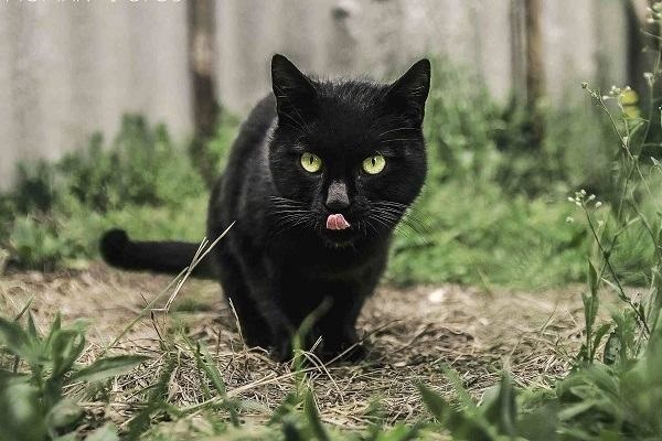 Mơ thấy mèo đen đánh con gì? Tiết lộ 7 điềm báo lành dữ