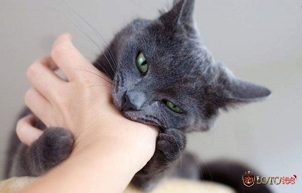 Suy luận mơ thấy mèo đen đánh con gì dễ trúng