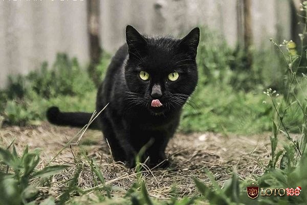 Điềm báo và ý nghĩa về giấc chiêm bao thấy mèo đen