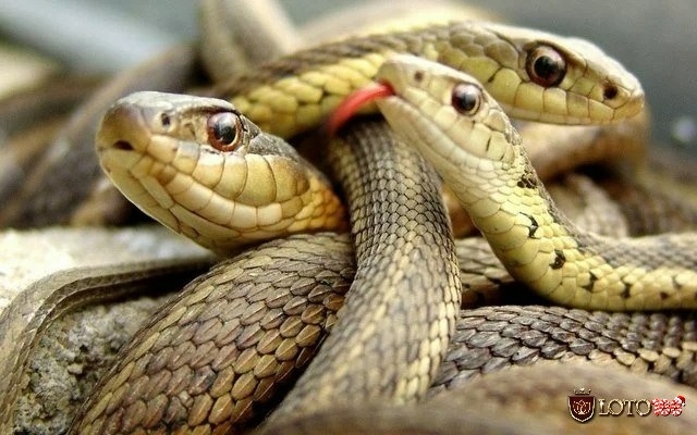Nằm mơ thấy 2 con rắn đang quấn nhau liên quan đến tình cảm
