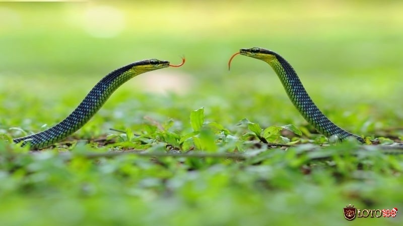 Nằm mơ thấy 2 con rắn đen là điều may mắn