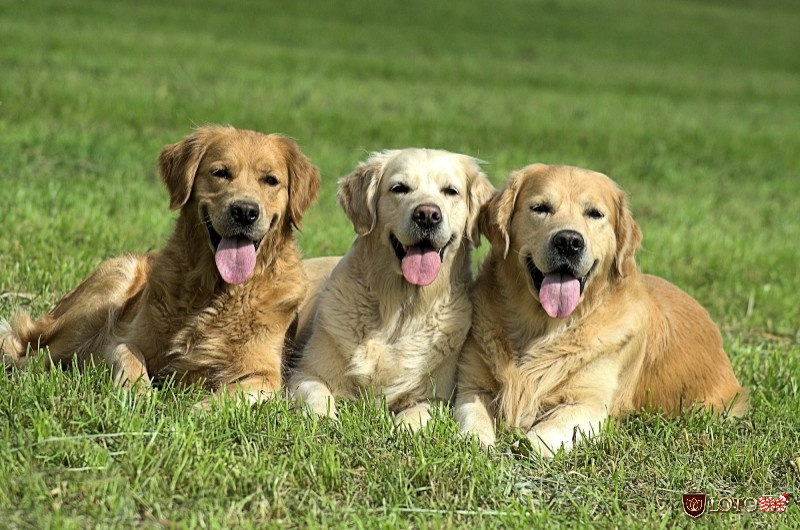 Mơ thấy 3 con chó đánh số gì để dễ trúng còn tùy thuộc vào chi tiết trong mơ
