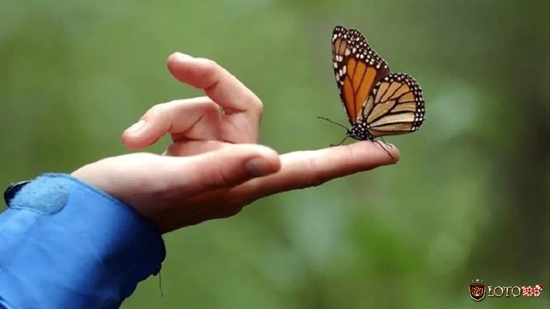 Mơ thấy bướm trên tay cho thấy sức khỏe không ổn và có nhiều nguy cơ bị bệnh hiểm nghèo