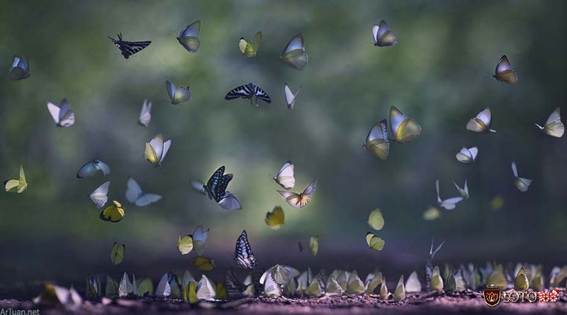 Nằm mơ thấy con bướm là điềm báo tốt hay xấu và ý nghĩa ra sao?