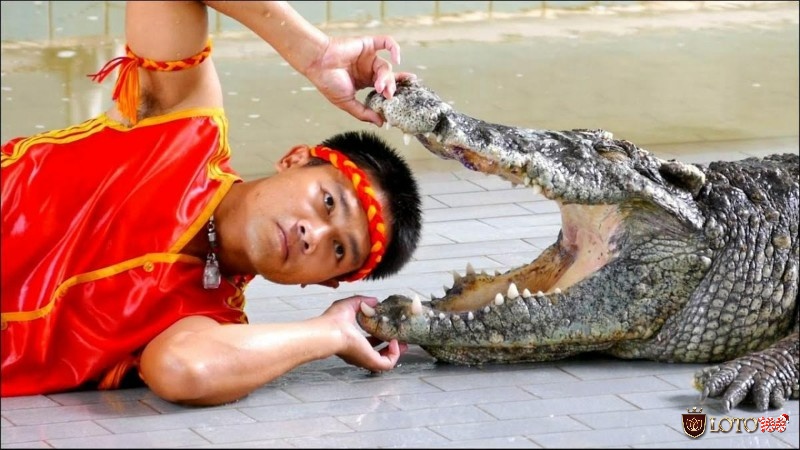 Nằm mơ thấy cá sấu tấn công nghĩa là bạn bị người khác lợi dụng