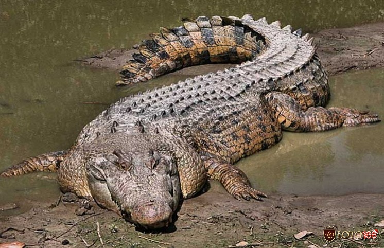 Cá sấu là loài vật nguy hiểm