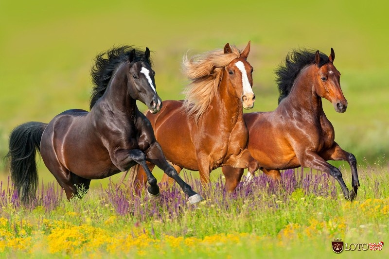 Nằm mơ thấy con ngựa là điềm báo tốt hay xấu và ý nghĩa ra sao?