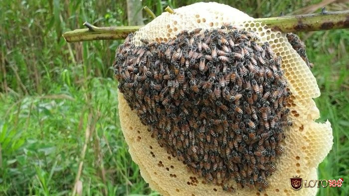 Mơ thấy tổ ong đánh con gì - Ý nghĩa chiêm bao thấy tổ ong