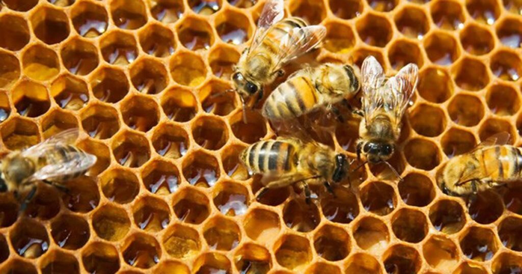 Mơ thấy tổ ong đánh con gì? Luận giải chuẩn xác 99%