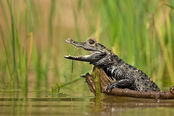 Mơ thấy cá sấu đánh con gì cho tài lộc? Cùng Loto188 giải mã