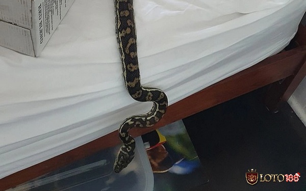 Mơ thấy rất nhiều rắn trong phòng ngủ