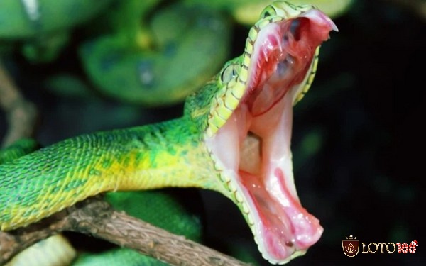 Chiêm bao thấy rắn cắn báo hiệu bạn điều gì?