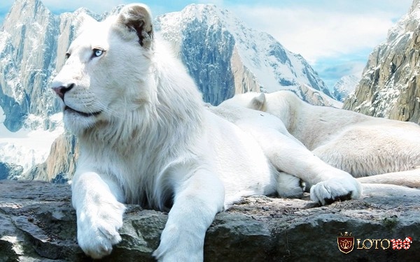 Chiêm bao thấy sư tử màu trắng là một giấc mơ đặc biệt