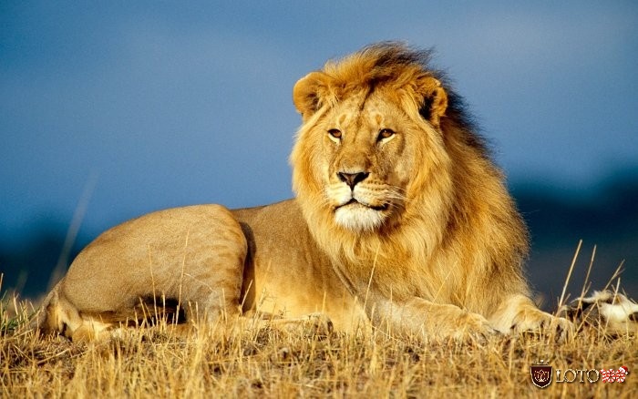 Mơ thấy sư tử đánh con gì còn tùy thuộc vào chi tiết trong mơ