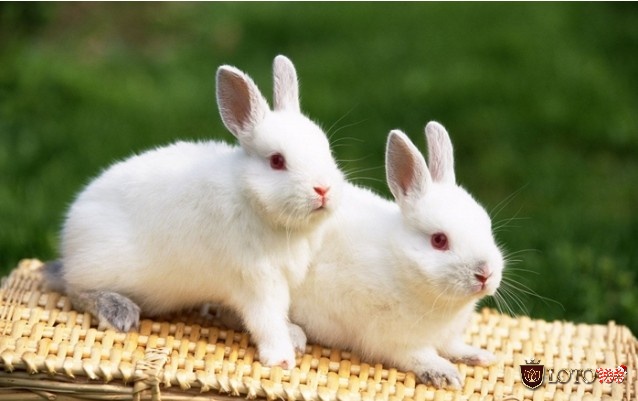 Dân chơi lô đề chắc đã không ít lần tự hỏi mơ thấy thỏ đánh con gì?