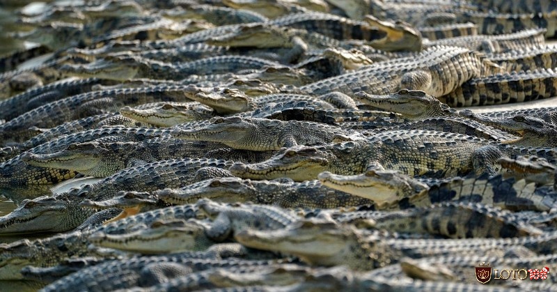 Giấc mộng thấy đàn cá sấu là điềm không tốt