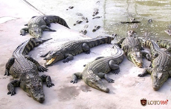 Giấc mộng thấy bị cá sấu tấn công sẽ mang đến những điều không may