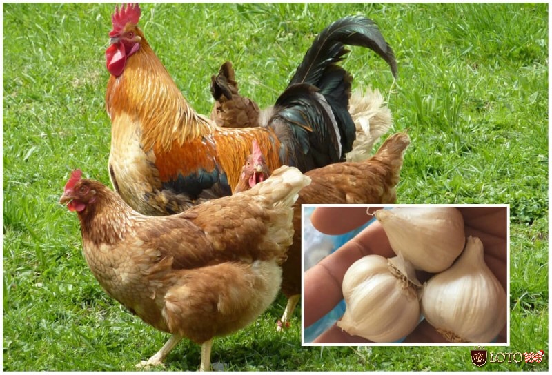 Tỏi được cho là loại kháng sinh tự nhiên an toàn khi chữa bệnh cho gà