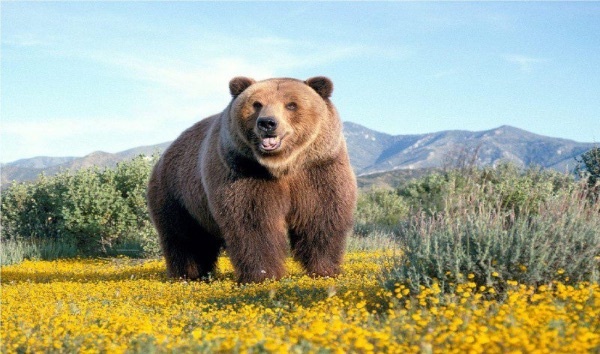Mơ thấy gấu đánh con gì? Top 5 giấc mơ về gấu hay gặp