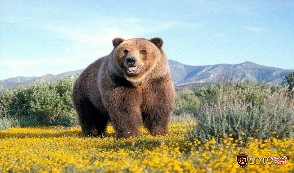 Ý nghĩa mơ thấy gấu - Mơ thấy gấu đánh con gì?