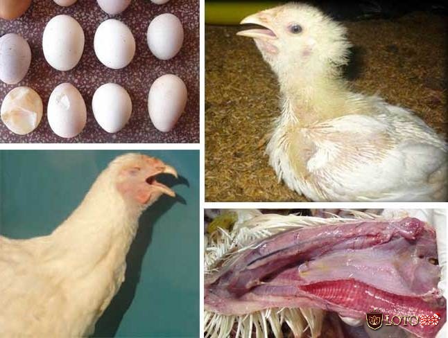 Viêm phế quản là loại bệnh rất dễ nhận biết ở gà