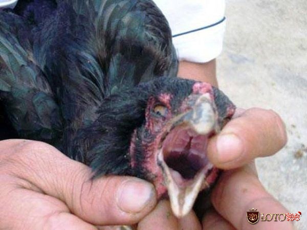 Kiểm tra miệng gà giúp anh em có thể xác định thể trạng của gà có tốt hay không