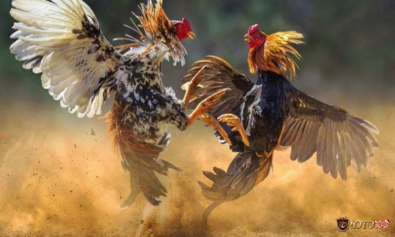 Cùng Loto188 tìm hiểu các cách xem ngày đá gà giúp gà chiến dễ thắng trận nhé!
