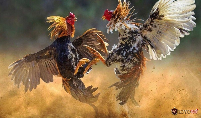 Gà đá - loài gà phổ biến trong các trận chọi gà ở Việt Nam